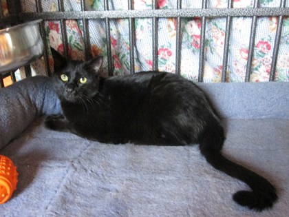 Tiberius in Bongo's kennel