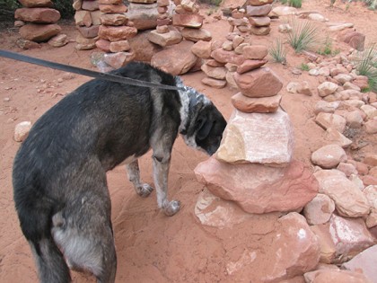 Bongo among many piles of rocks