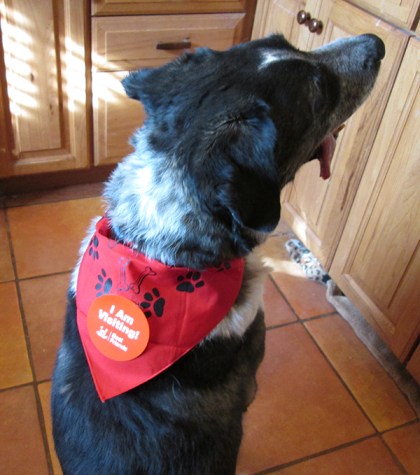 Bongo with a sticker that says "I am visiting."