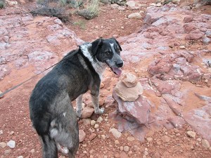 Bongo next to a pile of rocks in a wash