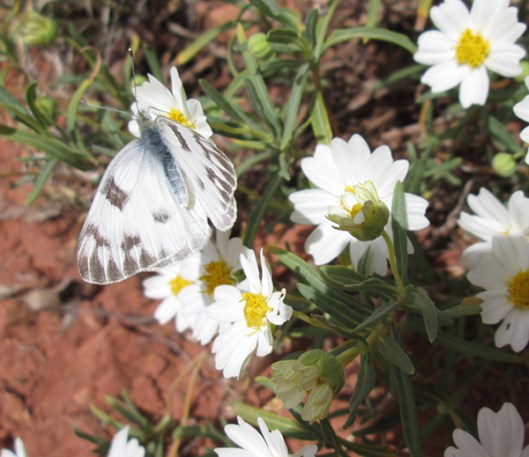 White butterfly on white flowers