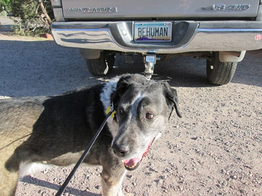 Bongo in front of a license plate that says BEHUMAN