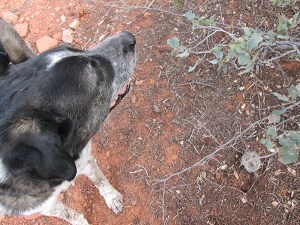 Bongo above a tiny bird nest
