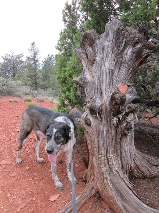 Bongo next to the stump with the heart