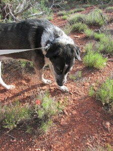 Bongo and an Indian Paintbrush flower