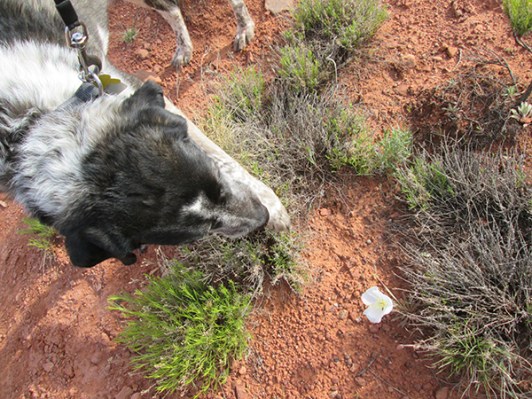 Bongo and a white flower