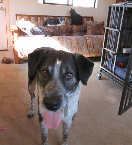 Bongo and two cats on the couch on the other side of the room