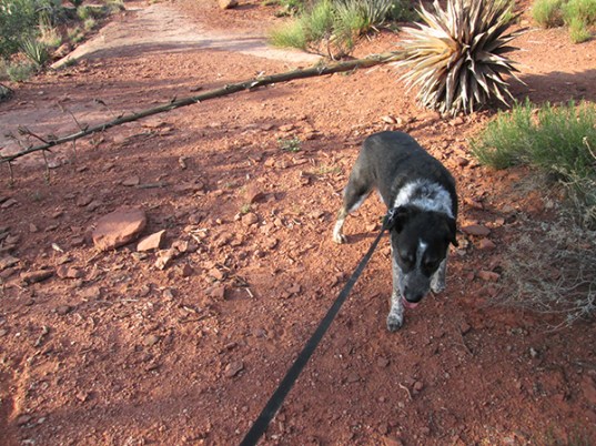 Bongo walking away from the century plant