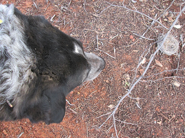 Bongo checking out the nest