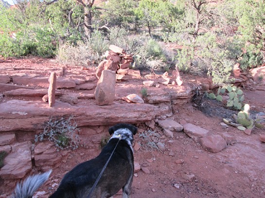 Bongo checking out the rock piles