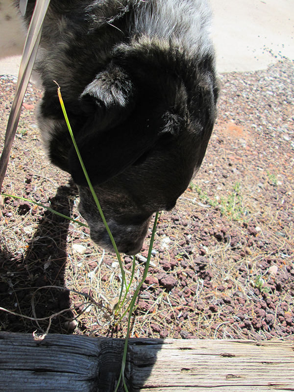 Bongo with the leaves but no flower showing
