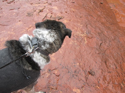 Bongo looking at wet red rocks