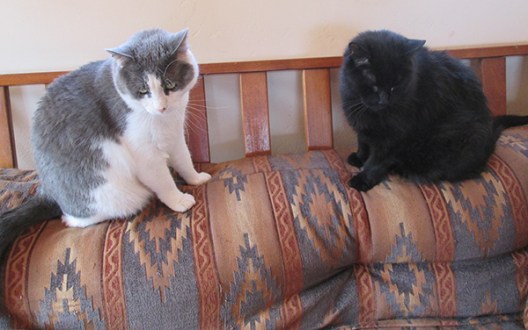 Gizmo and Scratchy on the back of the futon 
