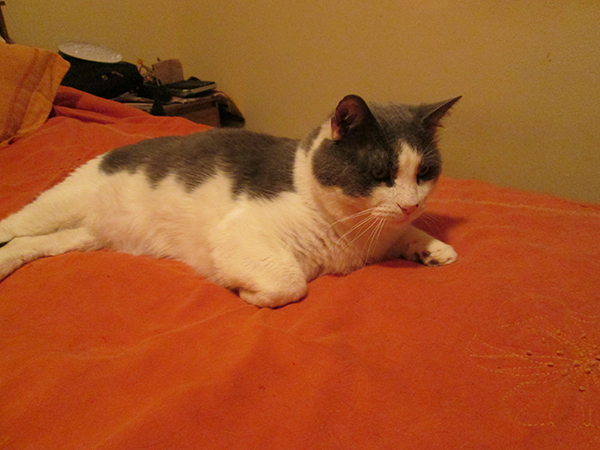 Gizmo awake on the bed