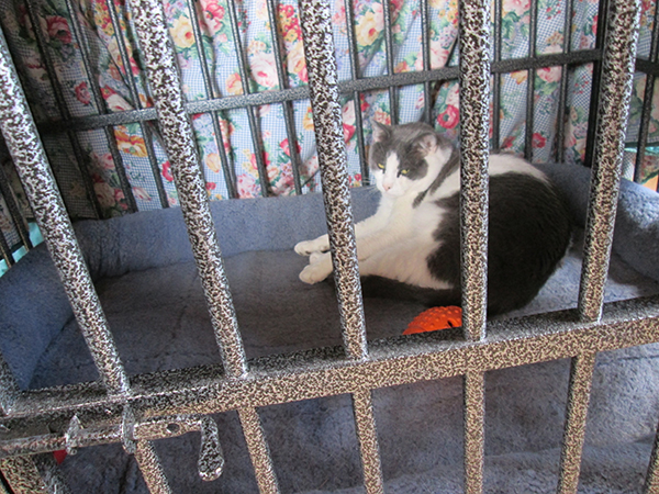 Gizmo locked in the kennel