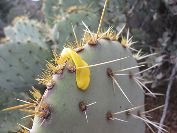 Gum on prickly pear cactus