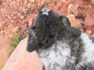 Bongo's head looking over the wash