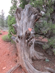 Tall stump with a red rock shaped like a heart on it