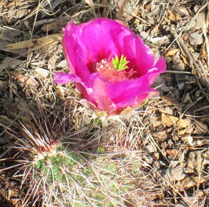 Hedgehog cactus in bloom