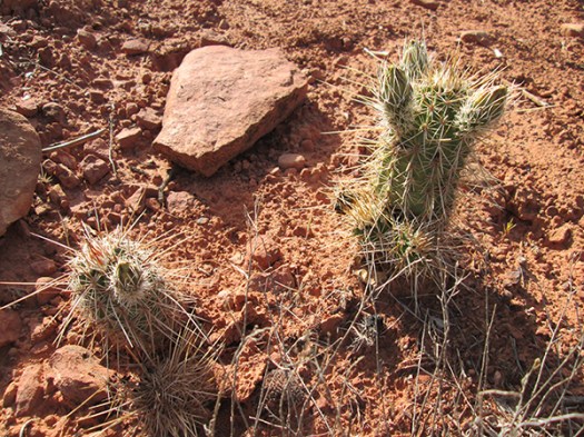 Hedgehog cacti getting ready to bloom