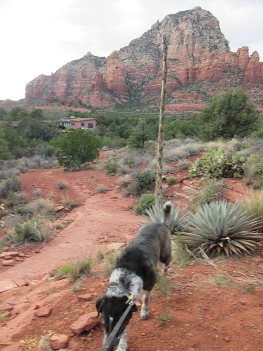 Bongo walking away from the century plant