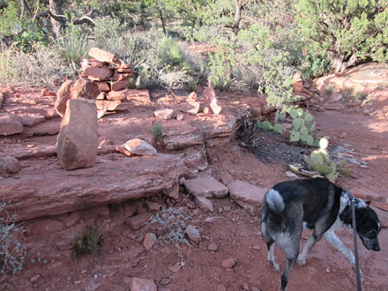 Bongo slinking away from the rock piles