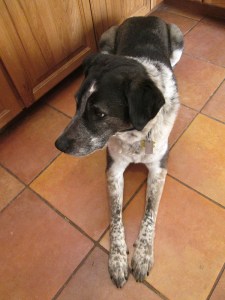 Bongo on the kitchen floor looking sad