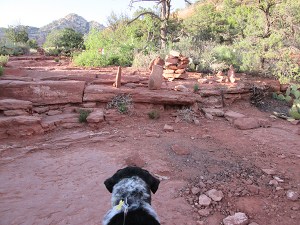 Bongo looking at new rock piles on the trail