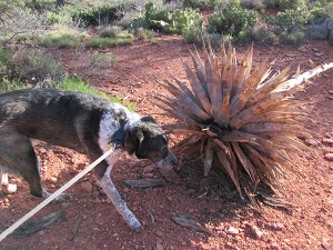 Bongo and a fallen down century plant