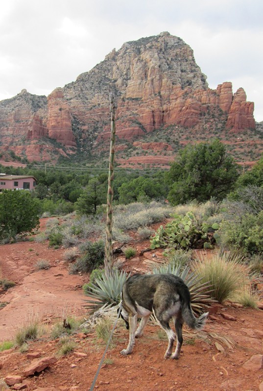 Bongo sniffing near a new century plant