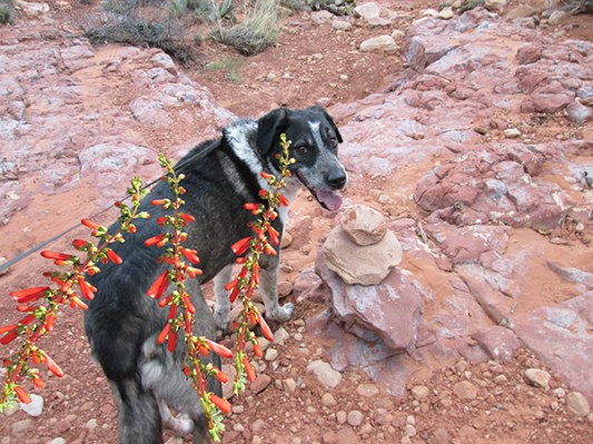 Bongo with penstemon around him