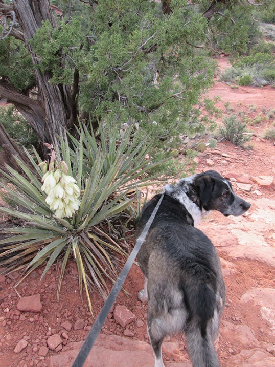 Bongo near a yucca plant in bloom