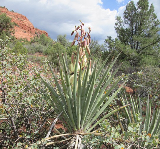 Yucca plant in partial bloom