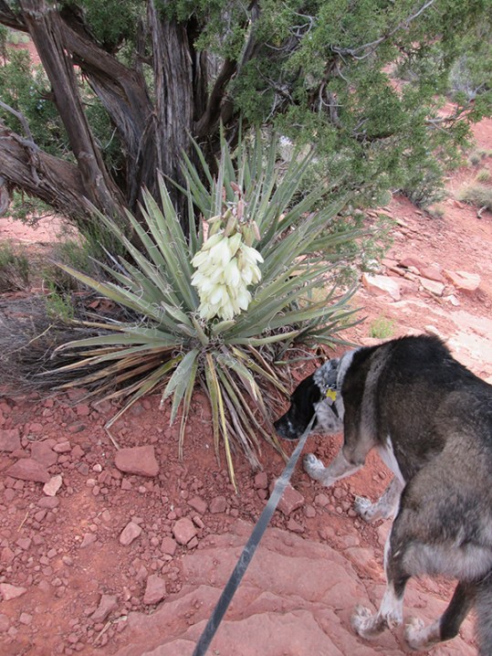 Bongo sniffing below a yucca plant
