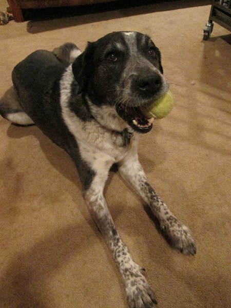 Bongo with a tennis ball in his mouth