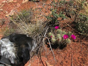 Bongo and some hedgehog cacti in bloom