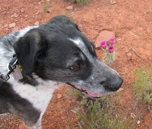 Bongo in front of hedgehog cactus blossoms
