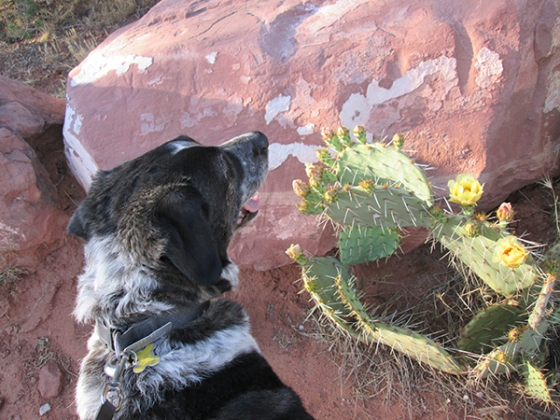 Bongo in front of blooming prickly pear