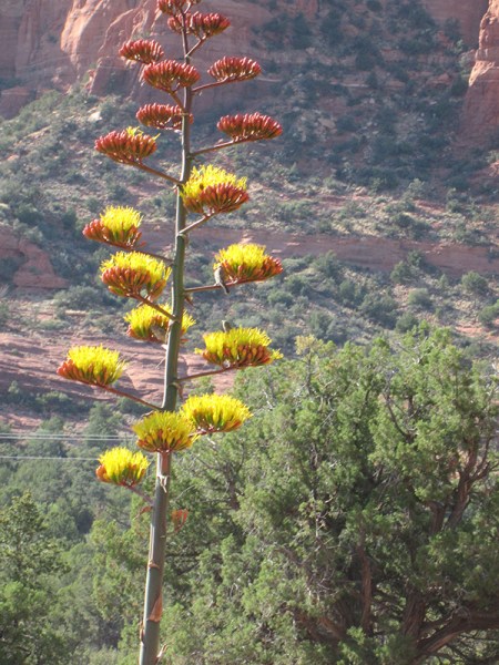 Century plant with red rocks in the background