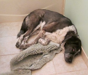 Bongo curled up on the bathroom tile