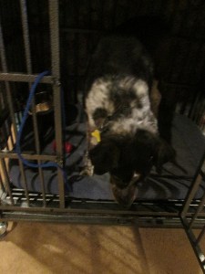 Bongo getting out of his kennel