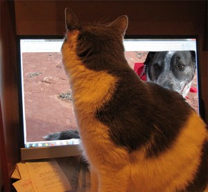 Gizmo looking at Bongo on the computer