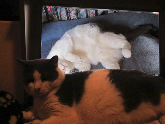 Gizmo lying in front of the computer with a picture of himself on the screen