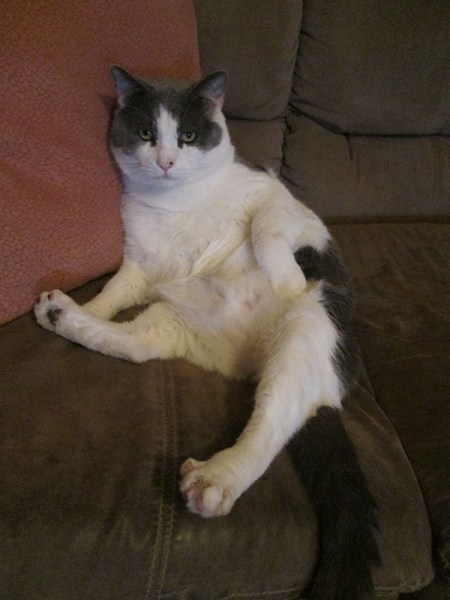 Gizmo sitting up with his legs out