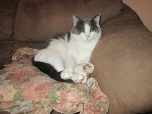 Gizmo sitting up on the couch