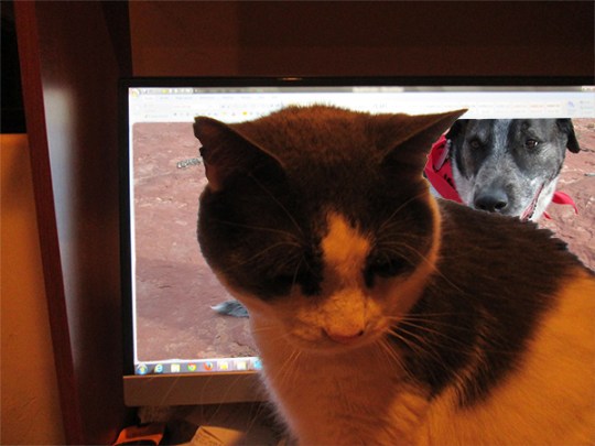 Gizmo looking away from the computer