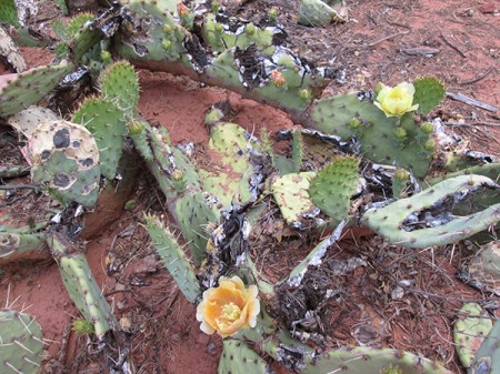 Damaged prickly pear cactus with blossoms