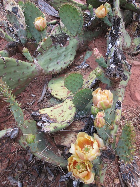 Damaged prickly pear with blossoms