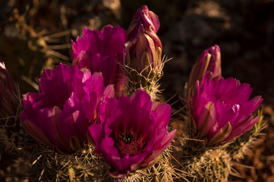 Hedgehog cactus blossoms