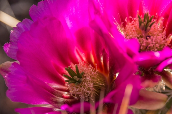 Hedgehog blossom close up
